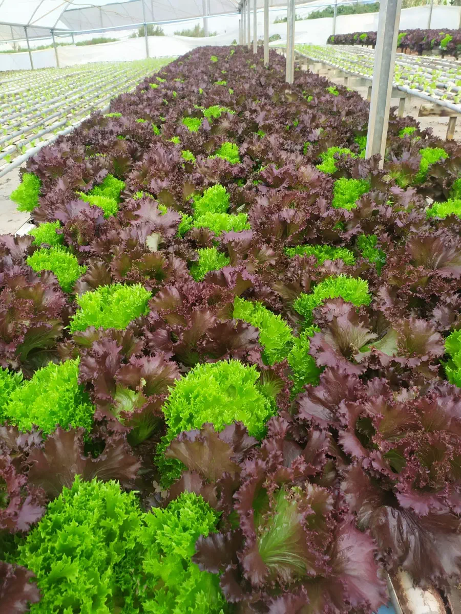 Alfaces verdes e roxas em fileiras de cultivo