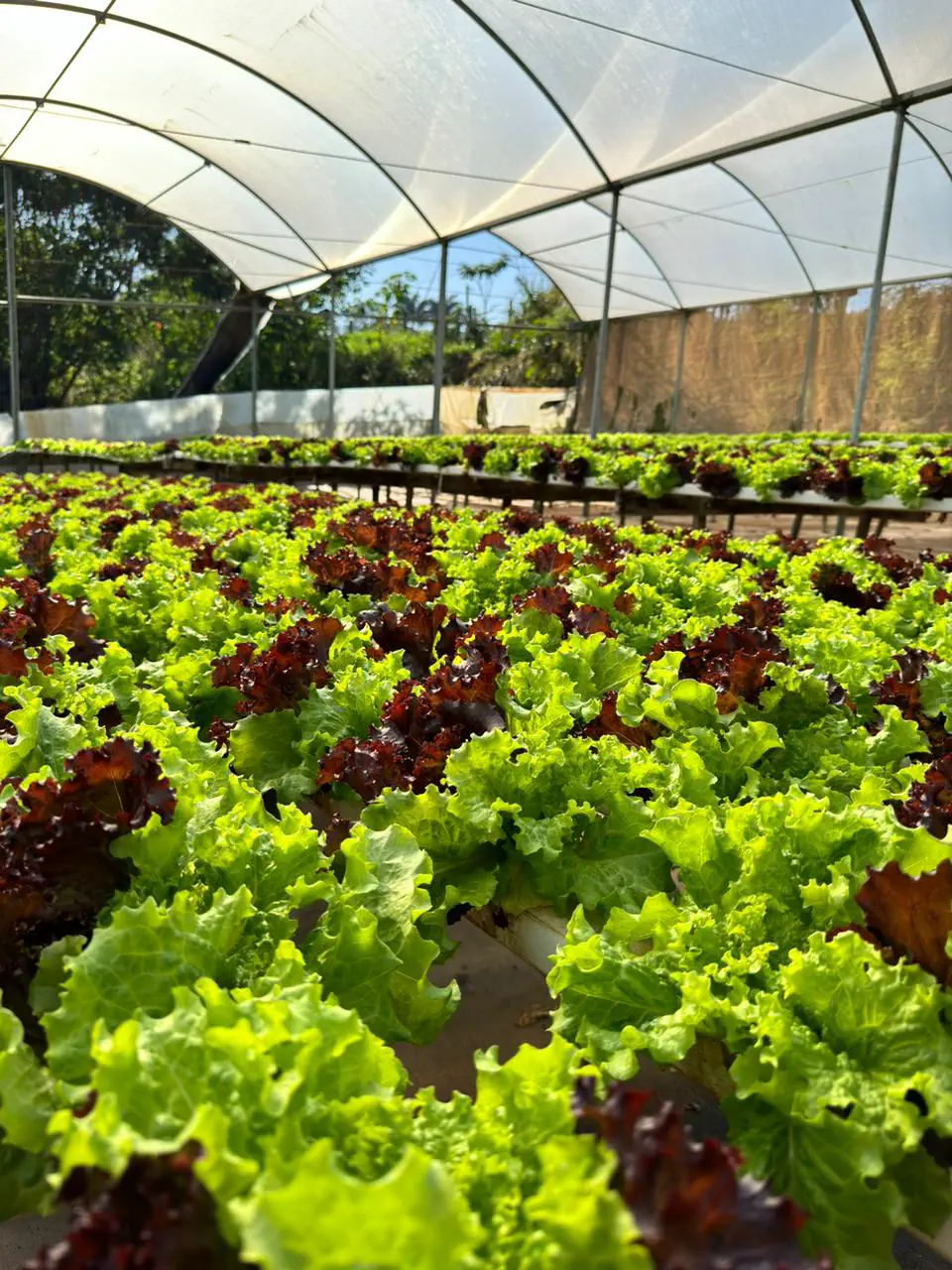Variedade de folhas verdes e roxas cultivadas na estufa