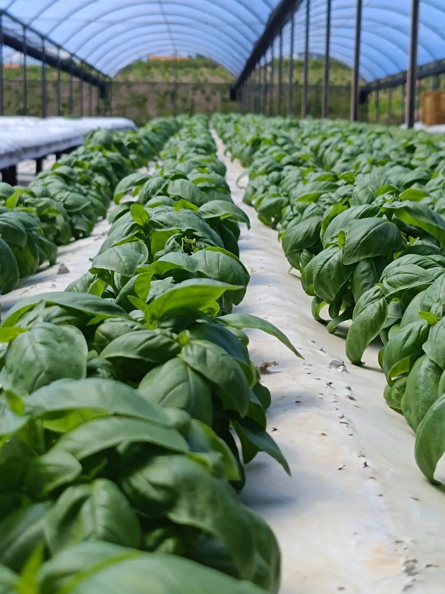 Folhas verdes cultivadas em fileiras na estufa hidropônica