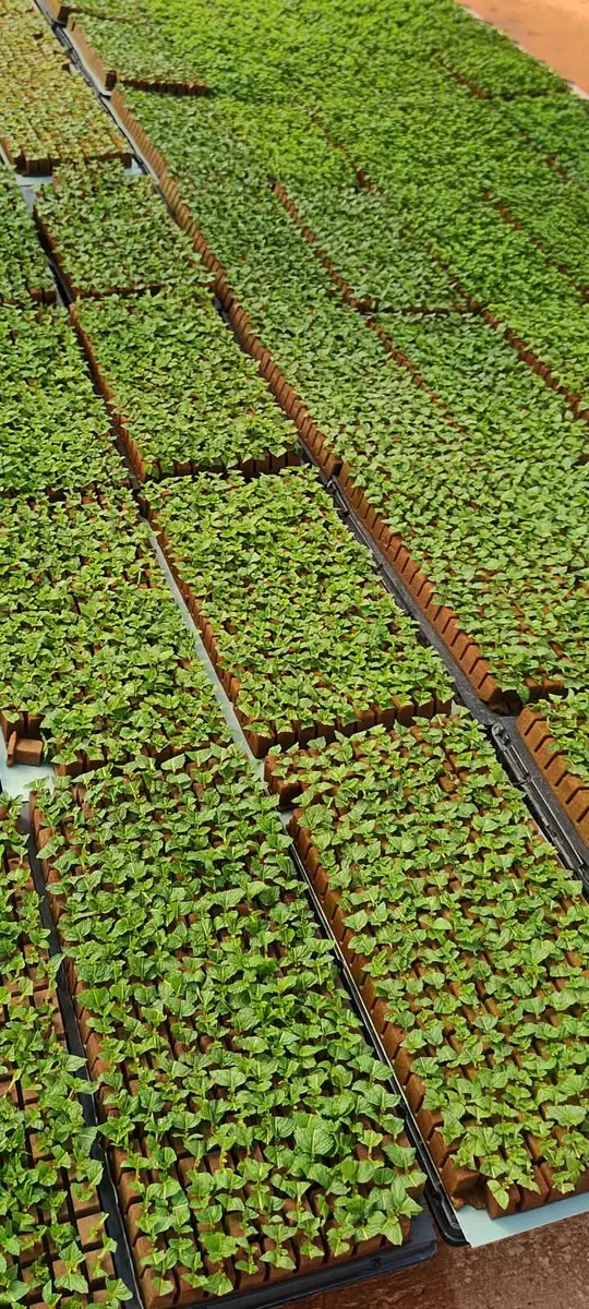 Bandejas com mudas de temperos e ervas na estufa